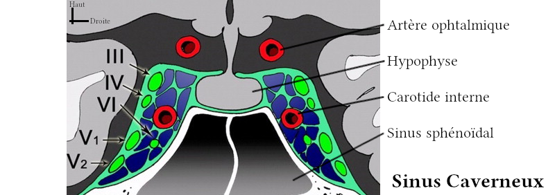 Passage dans le sinus caverneux