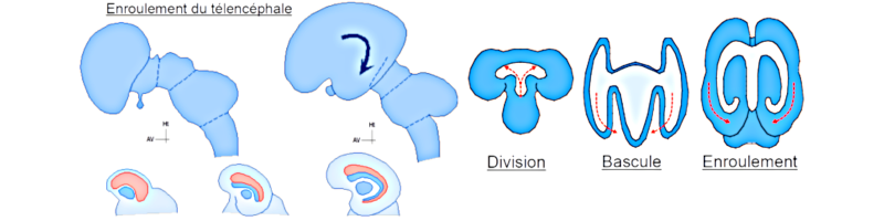 Enroulement du télencéphale