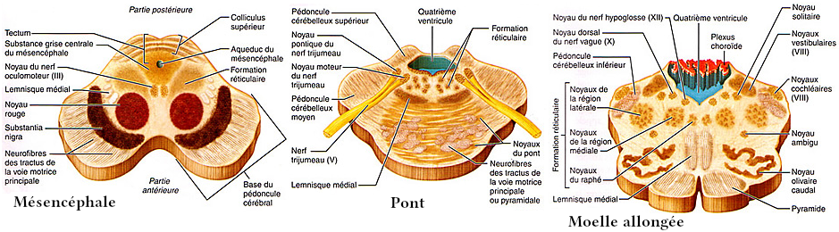 Coupes du tronc cérébral