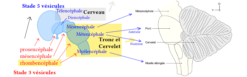 Embryogénèse du troc cérébral et du cervelet