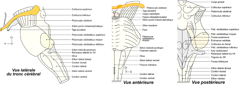 Structure du tronc cérébral