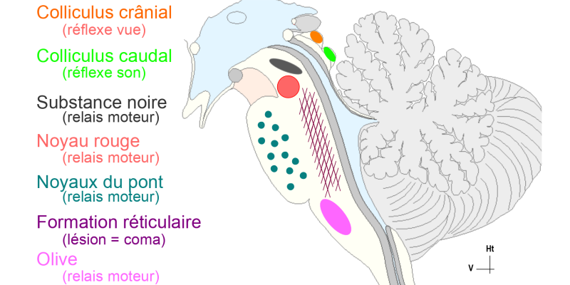 Noyaux du tronc cérébral