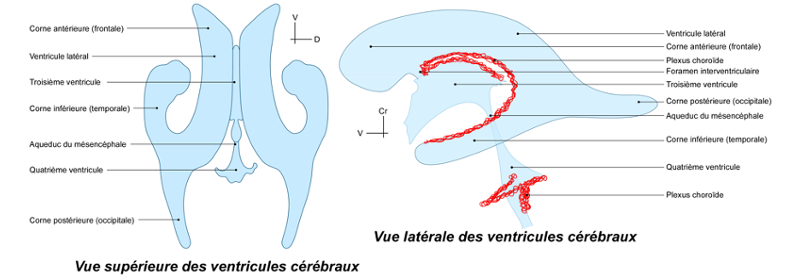 Cavités cérébrales