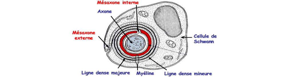 Fibre nerveuse avec gaine de Schwann en ME