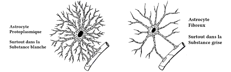 Les astrocytes