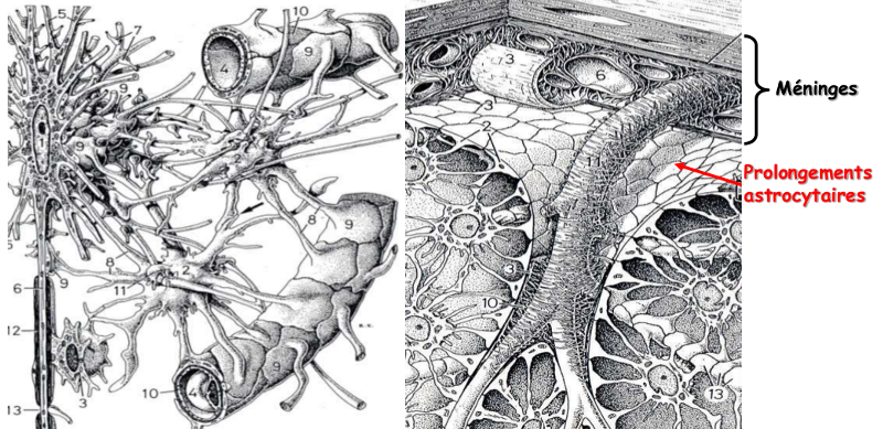 Structure astrocytaire