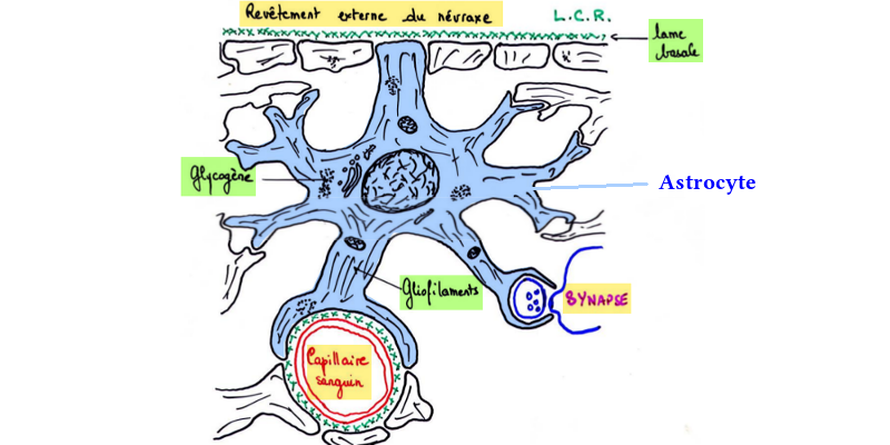 Astrocyte