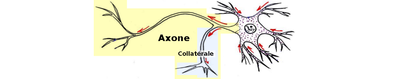 Schéma d’une axone