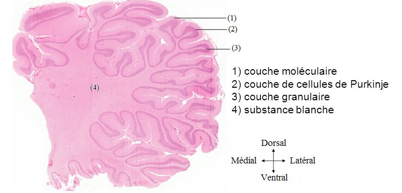 histologie de la substance blanche de la moelle épinière