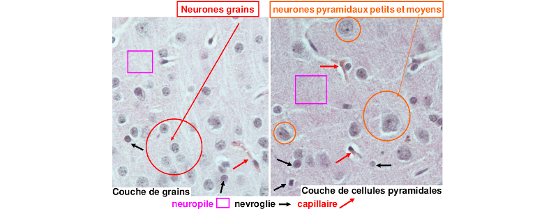 Images histologiques de coupes du cortex