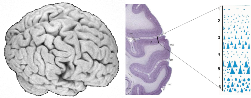 Le cortex cérébral