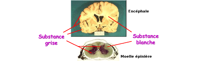 histologie de la substance blanche de la moelle épinière