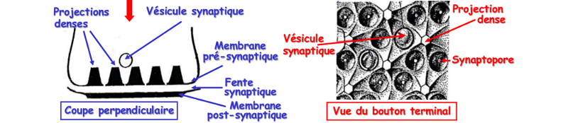 Élément présynaptique