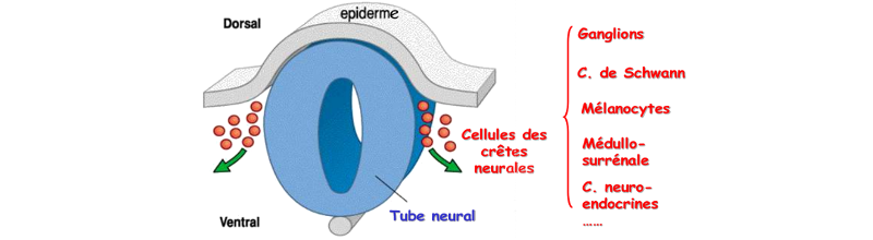 Migration des cellules des crètes neurales