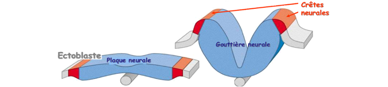 Origine embryologique