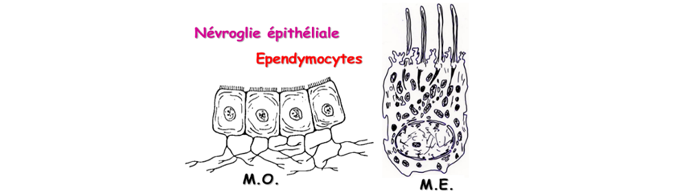 Épendymocytes