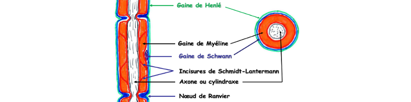 Fibre nerveuse avec gaine de Schwann