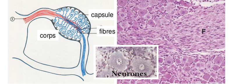 Histologie d’un ganglion spinal