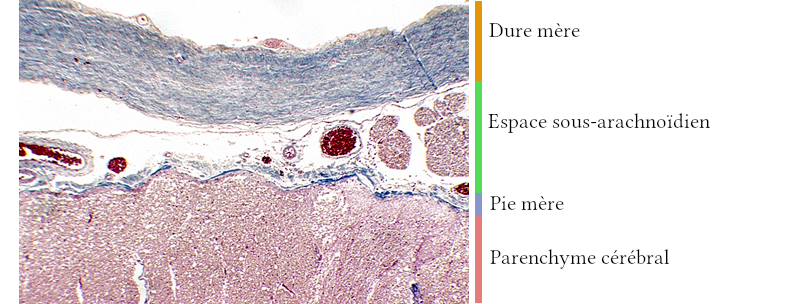 Méninges en microscopie optique