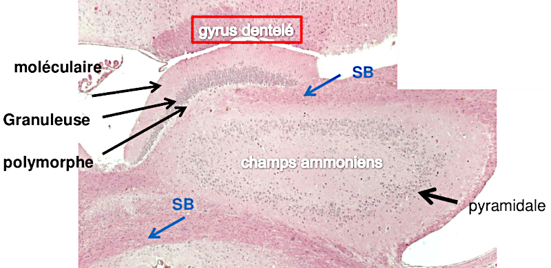 Histologie de l’hypocampe