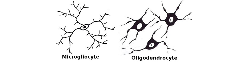 Microgliocytes - Oligodendrocytes