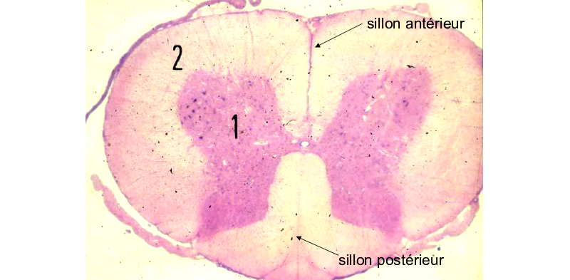 histologie de la substance blanche de la moelle épinière