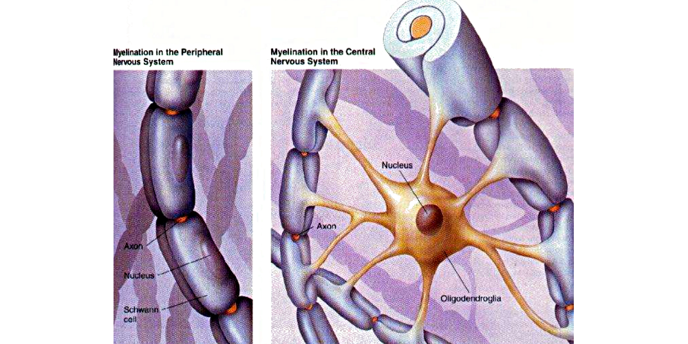 Myelinisation dans le SNC
