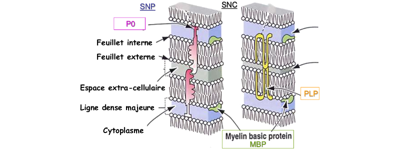 Protéines de la myéline