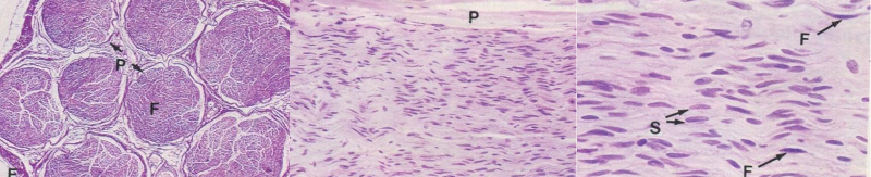 Histologie des nerfs