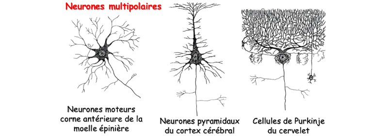 Neurones multipolaires