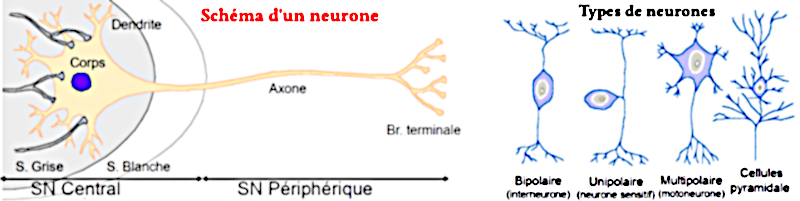 Schéma d’un neurone