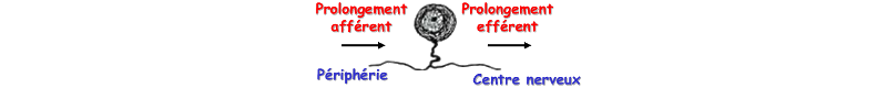 Neurones pseudo-unipolaires