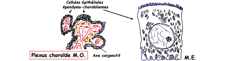 Épendymocytes et plexus choroïde