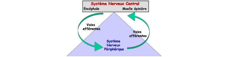 Schéma système nerveux central