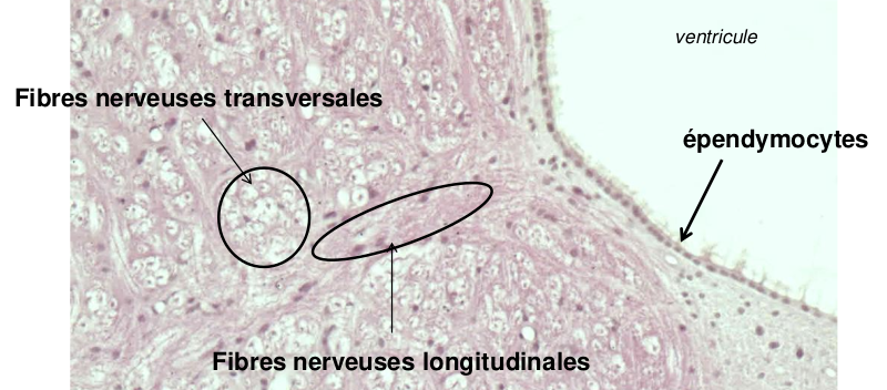 Schéma de l’histologie de la substance blanche