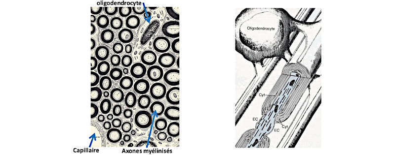 histologie de la substance blanche de la moelle épinière