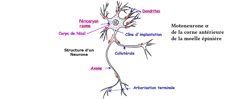 Structure d’un neurone