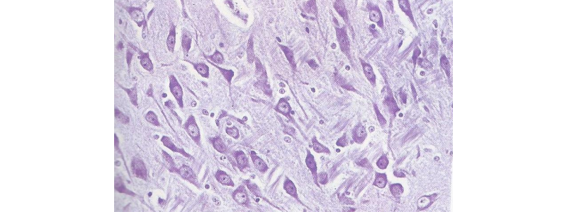 Histologie du thalamus