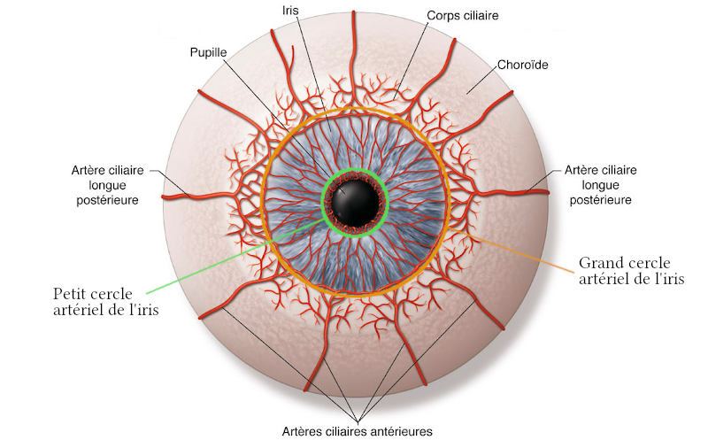 Les cercles artériels de l’iris