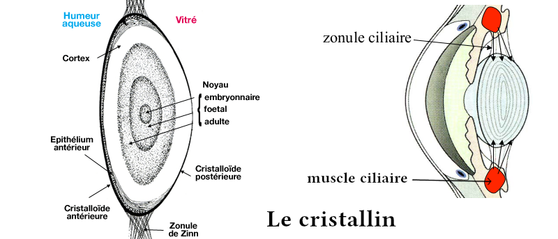 Dessin du cristallin