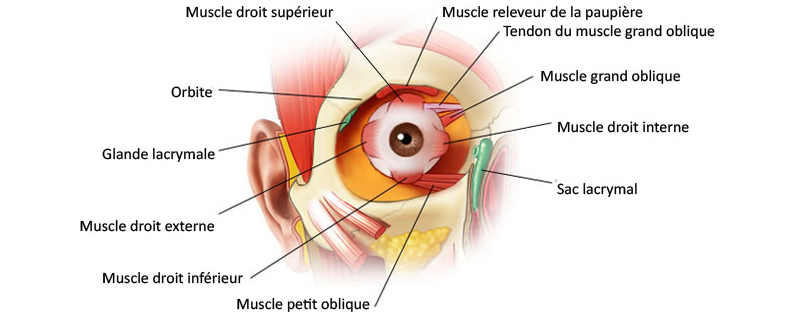 Vue de face des muscles de l’œil