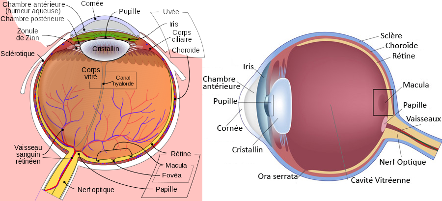 Schéma de l’anatomie de l’œil