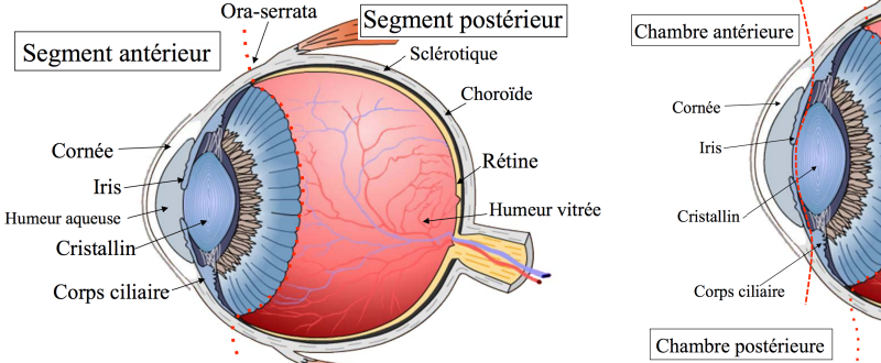 Compartiments de l’œil