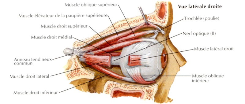 Vue latérale des muscles de l’œil