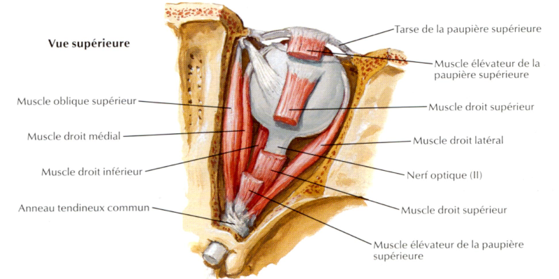 Vue supérieure des muscles de l’œil