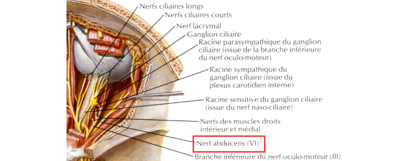 Dessin nerf abducens