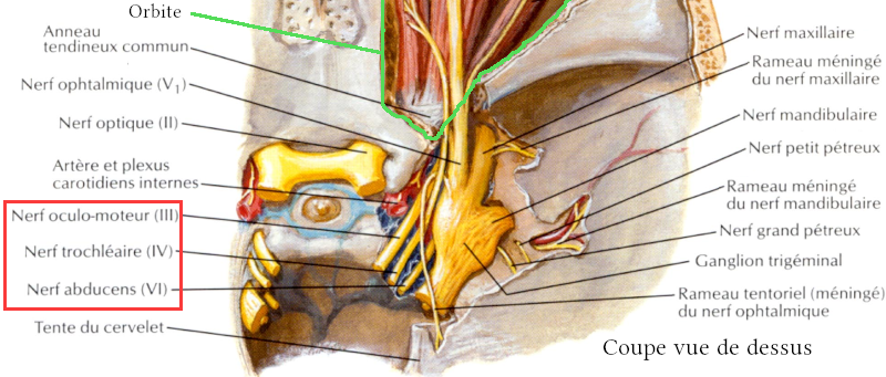 Coupe vue de dessus des nerfs de l’orbite