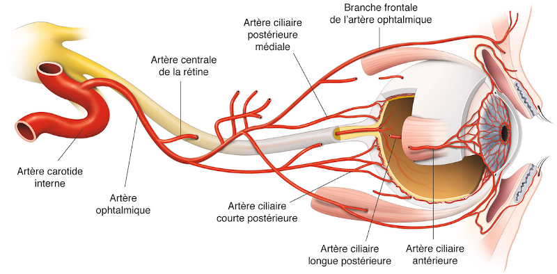 Vascularisation artérielle de l’œil