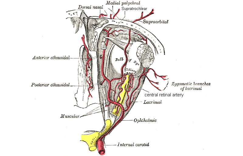 Vascularisation artérielle de l’œil