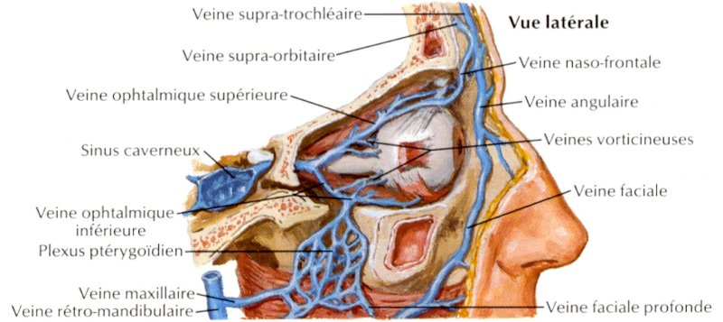 Vascularisation veineuse de l’orbite